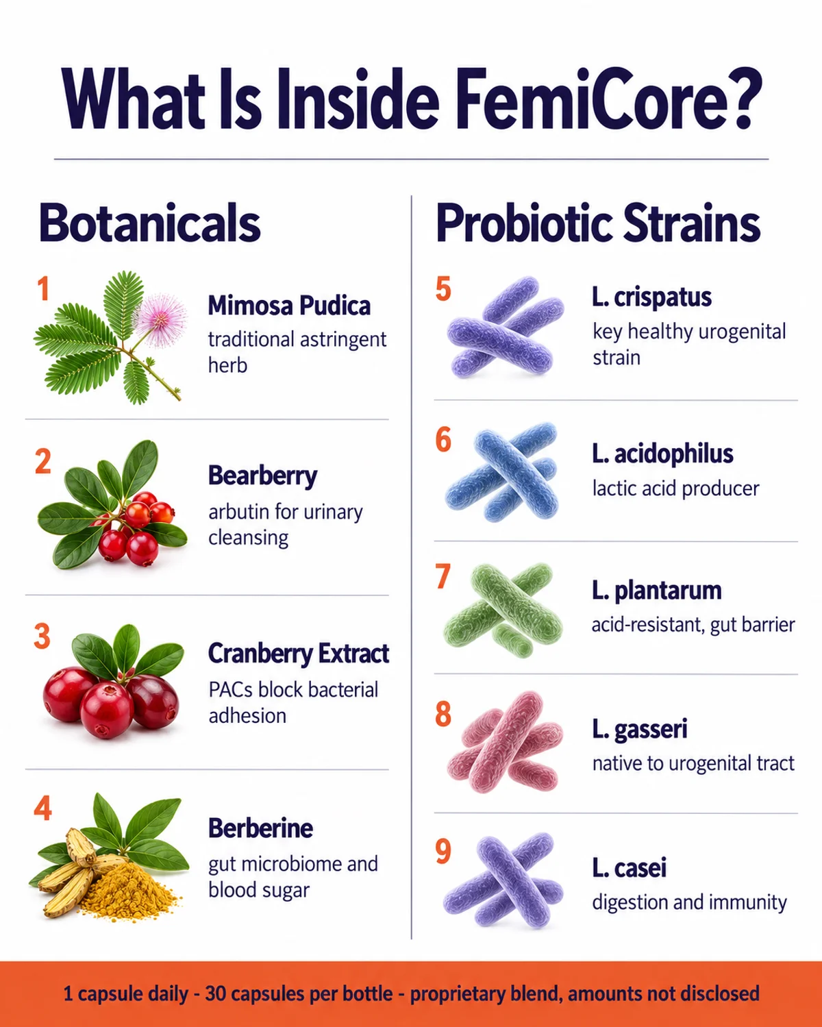 FemiCore ingredients infographic: 4 botanicals and 5 Lactobacillus probiotic strains and what each supports